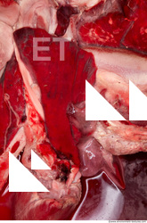 RAW meat pork viscera 0015