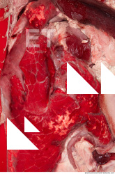 RAW meat pork viscera 0016