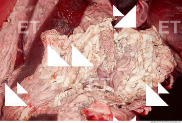 RAW meat pork viscera 0018