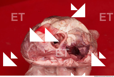 RAW meat pork viscera 0032