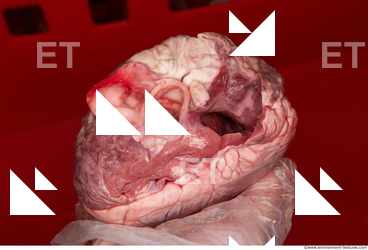 RAW meat pork viscera 0034