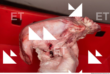 RAW meat pork viscera 0038