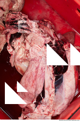 RAW meat pork viscera 0043