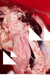 RAW meat pork viscera 0045