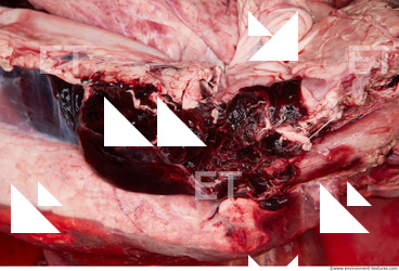 RAW meat pork viscera 0046