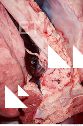 RAW meat pork viscera 0047