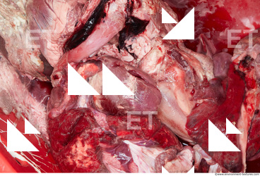 RAW meat pork viscera 0048