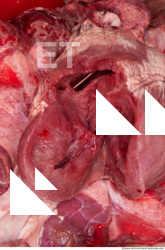 RAW meat pork viscera 0054