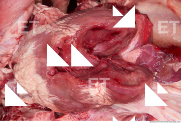 RAW meat pork viscera 0055