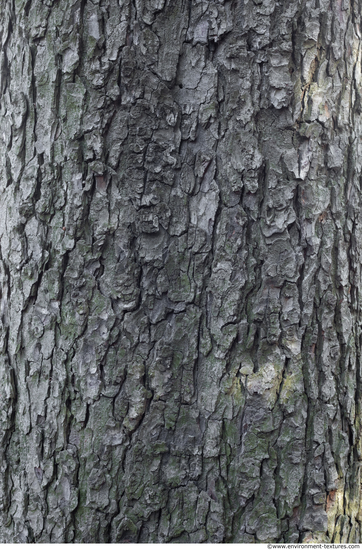 Tree Bark