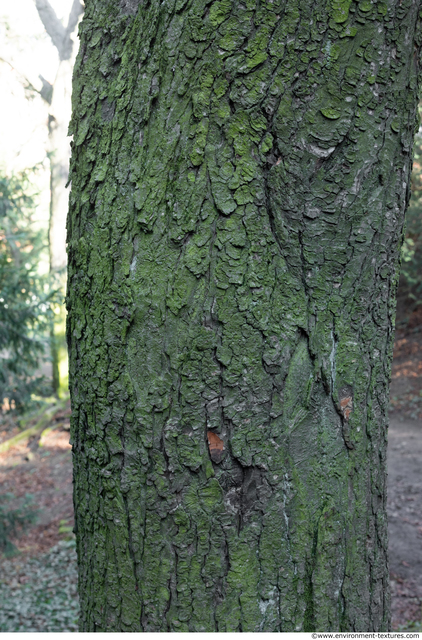 Tree Bark