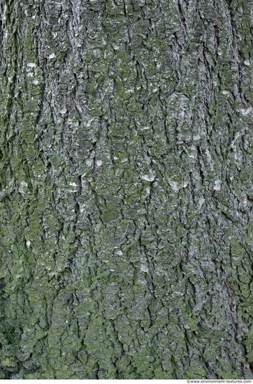 Tree Bark