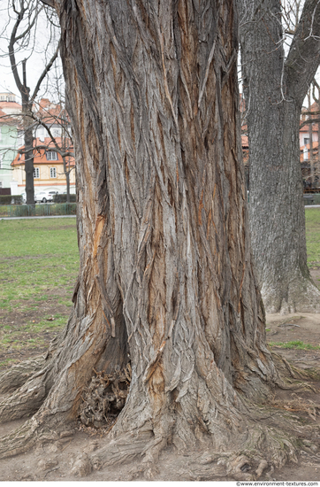 Tree Bark