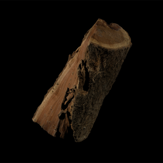 3D scan tree wood