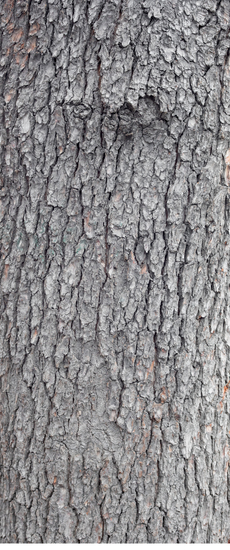 Tree Bark