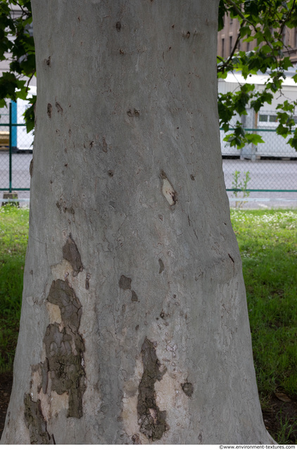 Tree Bark