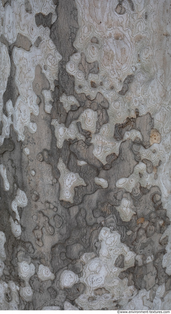 Tree Bark