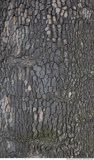 Tree Bark