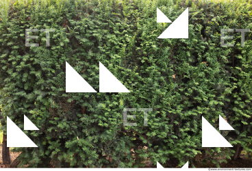 wall overgrown ivy 0001