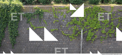 wall overgrown ivy 0003
