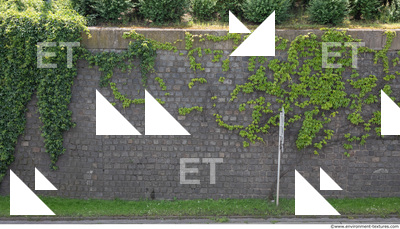 wall overgrown ivy 0004