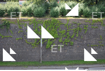 wall overgrown ivy 0005