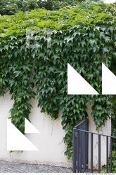 wall overgrown ivy 0009