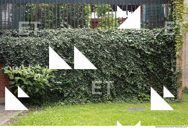 wall overgrown ivy 0010