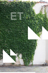 wall overgrown ivy 0012