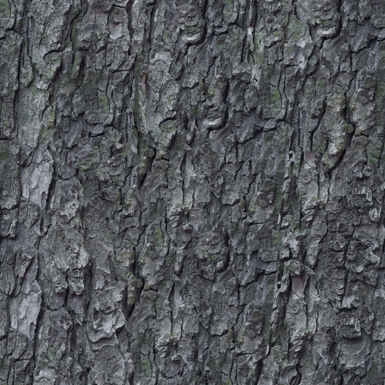 Seamless Tree Bark