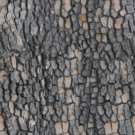 Seamless Tree Bark