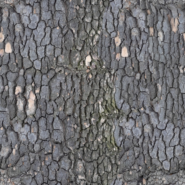 Seamless Tree Bark