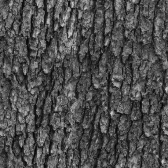 Seamless Tree Bark