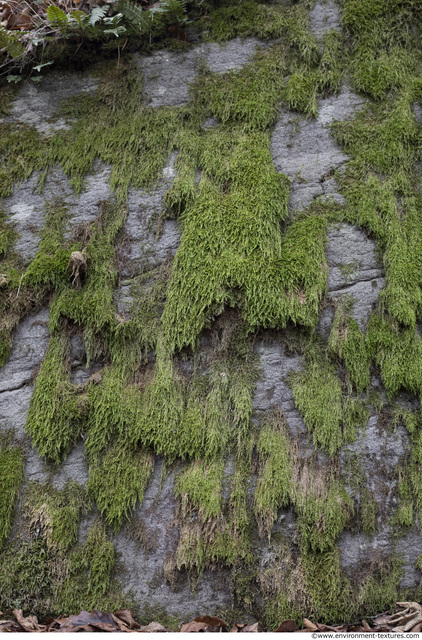 Moss