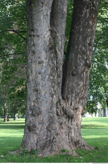 Tree Bark