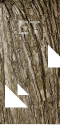 tree bark 0001