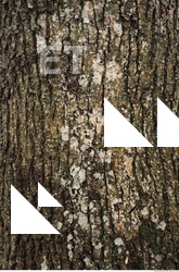 tree bark 0002