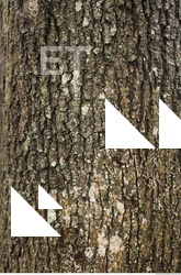 tree bark 0003
