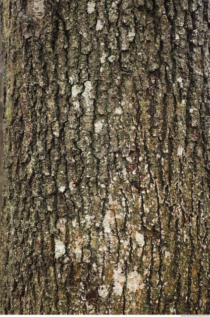 Tree Bark