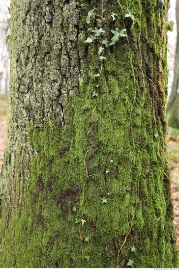 Tree Bark