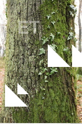 tree bark mossy 0002