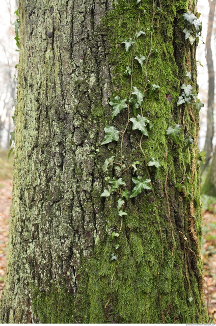 Tree Bark