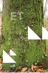 tree bark mossy 0003