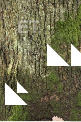 Tree Bark
