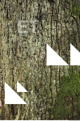 Tree Bark