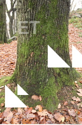 tree bark mossy 0007