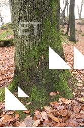 tree bark mossy 0008