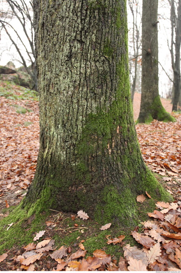 Tree Bark