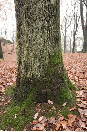 Tree Bark