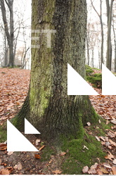 tree bark mossy 0012